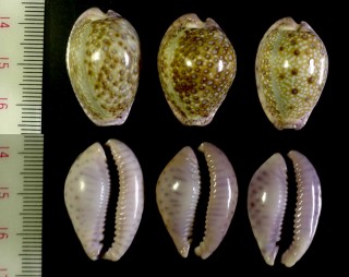 アデンアフリカダカラ Erosaria marginalis pseudocellata small