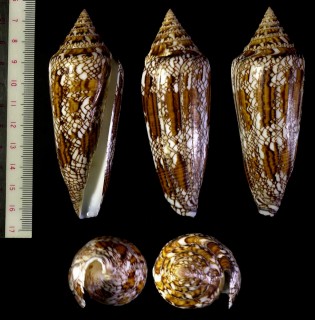 インドベンガルイモ Conus bengalensis small