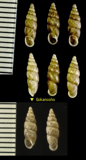キュウシュウハナコギセル Pictophaedusa kyushuensis small