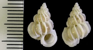 ヒレイトカケ Epitonium pallasi neglectum small