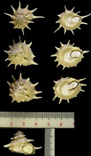 アザミガイ 薊貝 Astralium henicus small