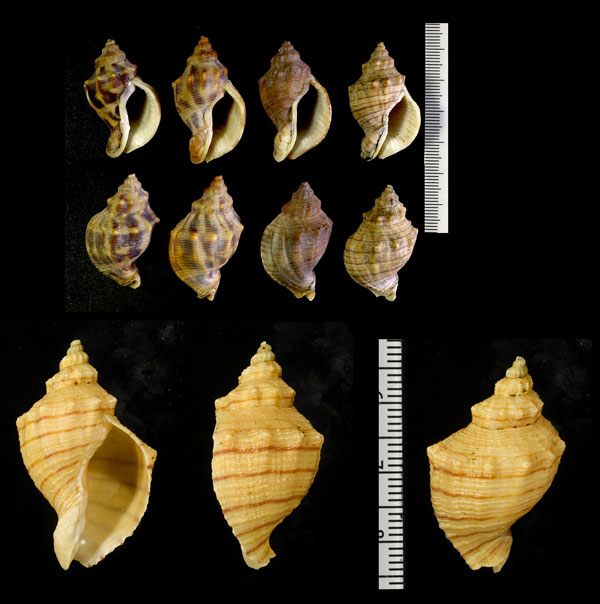 ヤナギノイト Siphonalia cassidariaeformis ornata small