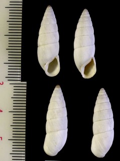ロシアのキセルモドキ Brephulopsis cylindrica small