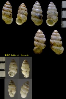 オジマヒダリマキゴマガイ 渡島胡麻貝 Palaina paucicostata small