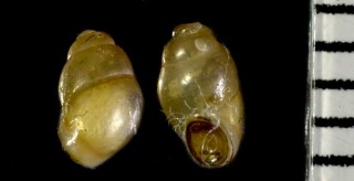 オキナワミズゴマツボ Stenothyra basiangulata small
