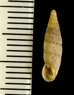 チクビギセルの一種 Papillifera papillaris affinis small
