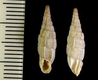 ナガヒダトリアオギセル Albinaria praeclara paucicosta small