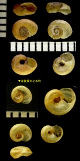 カドヒラマキガイ (ビワコヒラマキガイ) Gyraulus perstriatulus small