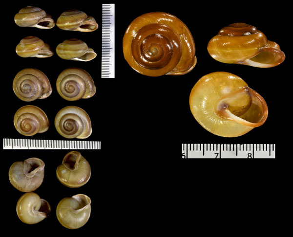 イサベラココアマイマイ (仮称) Pleurodonte isabella small