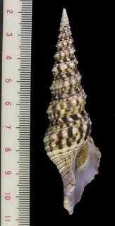 キイクチムラサキクダマキ Turris nadaensis
