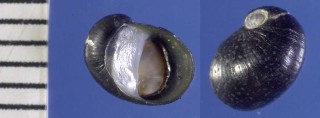カワヒメカノコ (仮称) Theodoxus fluviatilis small