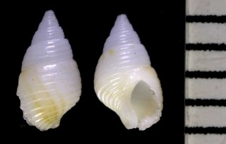 マキミゾニナ (マキゾメニナ) Planaxis suturalis small