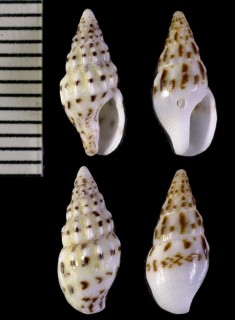 クロフボサツ 黒斑菩薩貝 Anachis misera nigromaculata