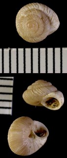 サンクトゥスコマイマイ (仮称) Caseolus portosanctus small