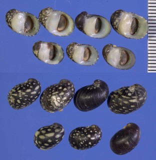ヨーロッパカノコ Theodoxus fluviatilis small