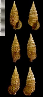 サキボソカニモリ Cerithium claviforme small