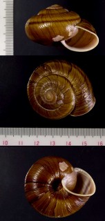 コウチマイマイ 高知蝸牛 (コウチヒトスジマイマイ) Euhadra awaensis vortex small