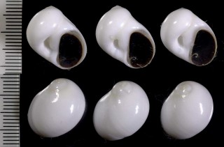 ガラードトミガイ Polinices putealis small