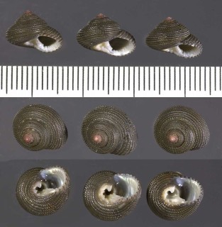 クロマキアゲエビスモドキ Clanculus atropurpureus small