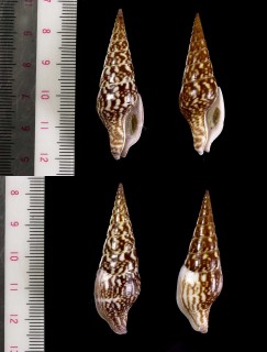プーケットマツムシ Cotonopsis phuketensis