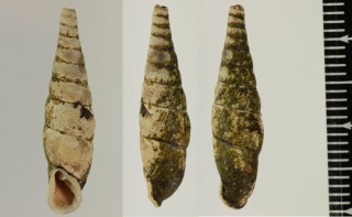 コンボウギセル Mesophaedusa hickonis small