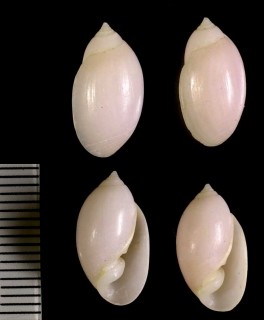 ツヤシイノミ (ツヤシイノミクチキレ) Pupa nitidula small