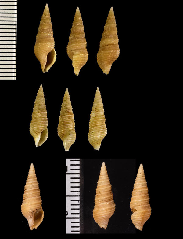 コゲマキモノシャジク Tomopleura pouloensis