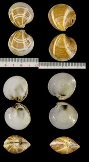 カノコカガミ Dosinia contusa small