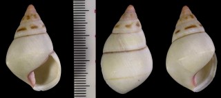 クコイトヒキマイマイ Liguus fasciatus evergladesensis small