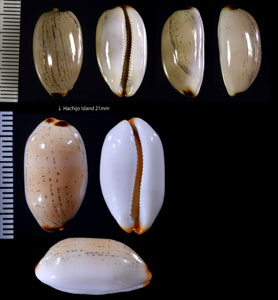 ツマグロヤナギシボリダカラ Luria isabella controversa small