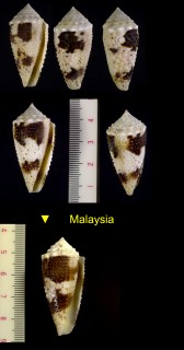 ムラクモイモ Conus varius small