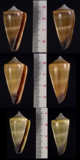 カワリメンネルイモ Conus furvus neobuxeus small