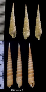 ホソニクタケ Dimidacus laevigata small