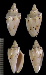 クチベニコオロギボラ Cymbiola pulchra forma perryi small