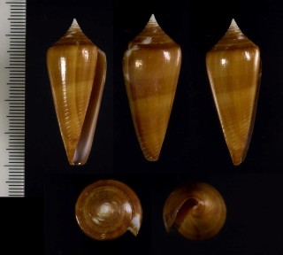 スミナガシイモ (キンチャイモ) Conus neptunus colorvariegatus small