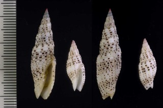ホソアラフデ Domiporta gloriola