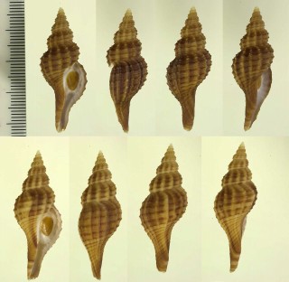アルゴアナガニシ Fusinus rubrolineatus small