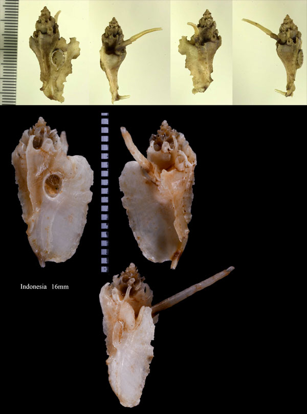 テナガパイプヨウラク Typhinellus occlusus small