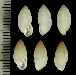 フクレアラハダマイマイの仲間 Cyclodontina dentata small