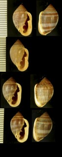 コウモリミミガイ Cassidula vespertilionis small