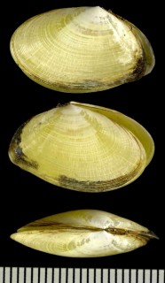 フゲンザクラ Bathytellina abyssicola small