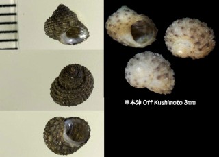 イボサンショウガイモドキ Herpetopoma pauperculum small