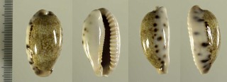 ナベクカバフダカラ (仮称) Erronea caurica nabequensis