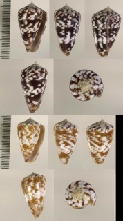ケープベルデイモ Conus venulatus small