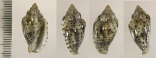 ソバカスヘリトリ Marginella pseudofaba