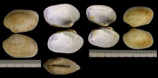 ベルギーアサリ Venerupis pullastra small