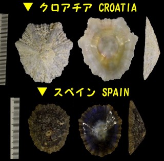 ミソラカサ Patella caerulea small