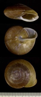 カドバリヒトハココアマイマイ (仮称) Pleurodonte lamarckii acuta small
