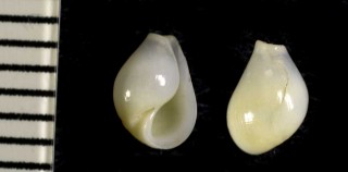 ブドウノタネガイ Pyrunculus pyriformis obesa small