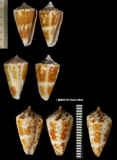 リシケイモ (オカモトイモ) Conus lischkeanus small